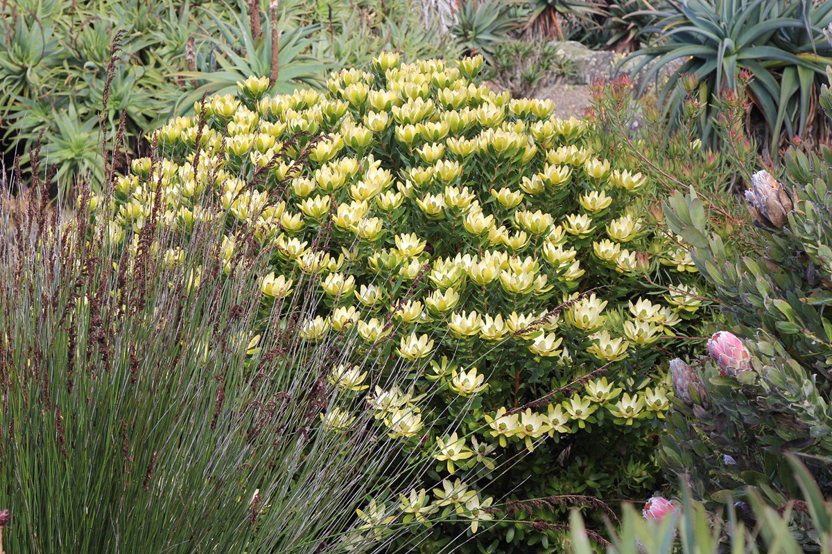 Leucadendron strobilinum Waterlily (6).jpg